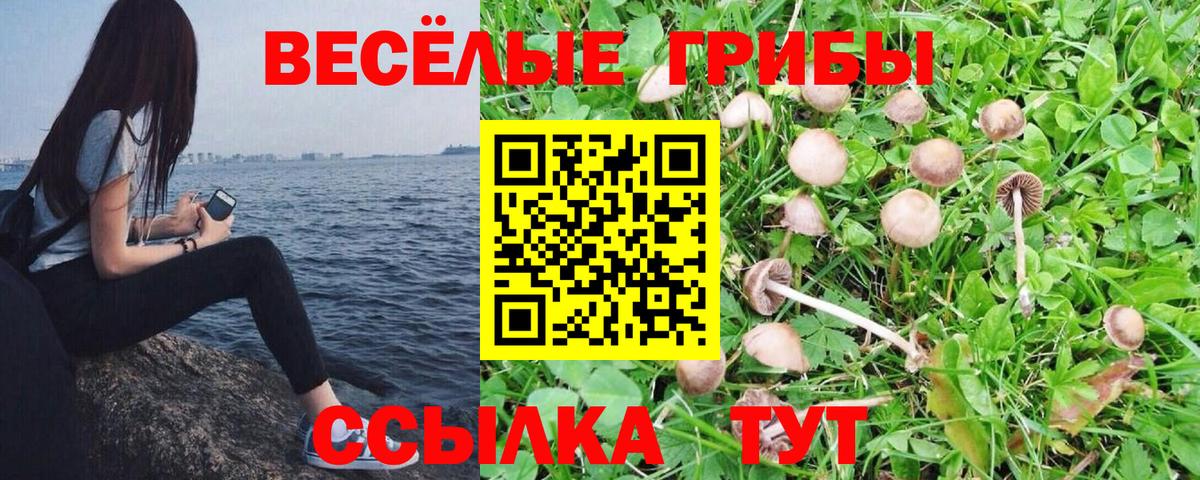 Галлюциногенные грибы Psilocybe  Вход с VPN  где можно купить   Буйнакск  Псилоцибиновые грибы Psilocybe 
